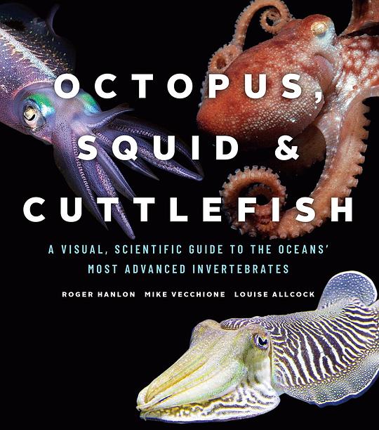 Octopus, Squid, and Cuttlefish